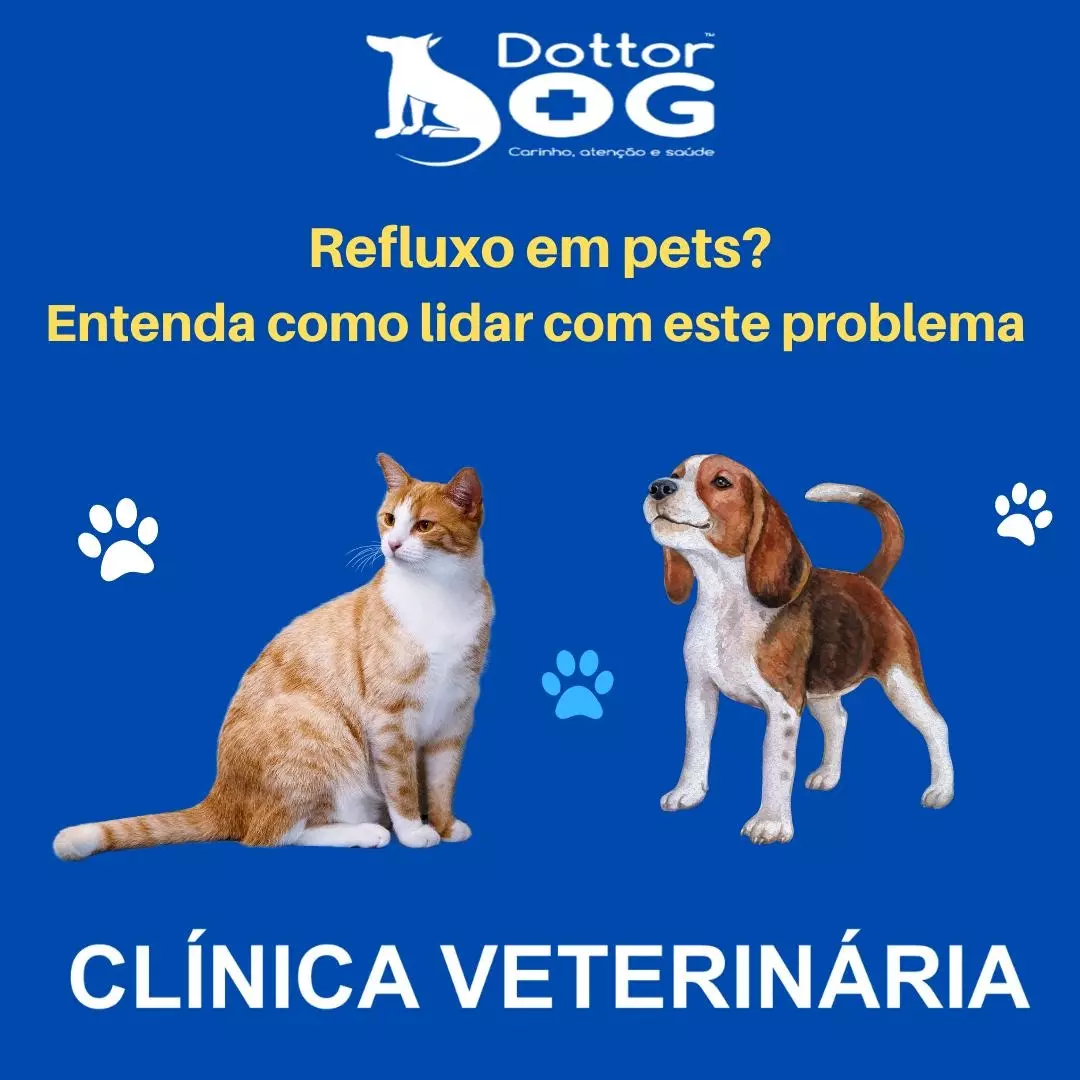 ENTENDA O QUE É O REFLUXO EM PETS, SUAS CAUSAS, DIAGNÓSTICO E TRATAMENTO